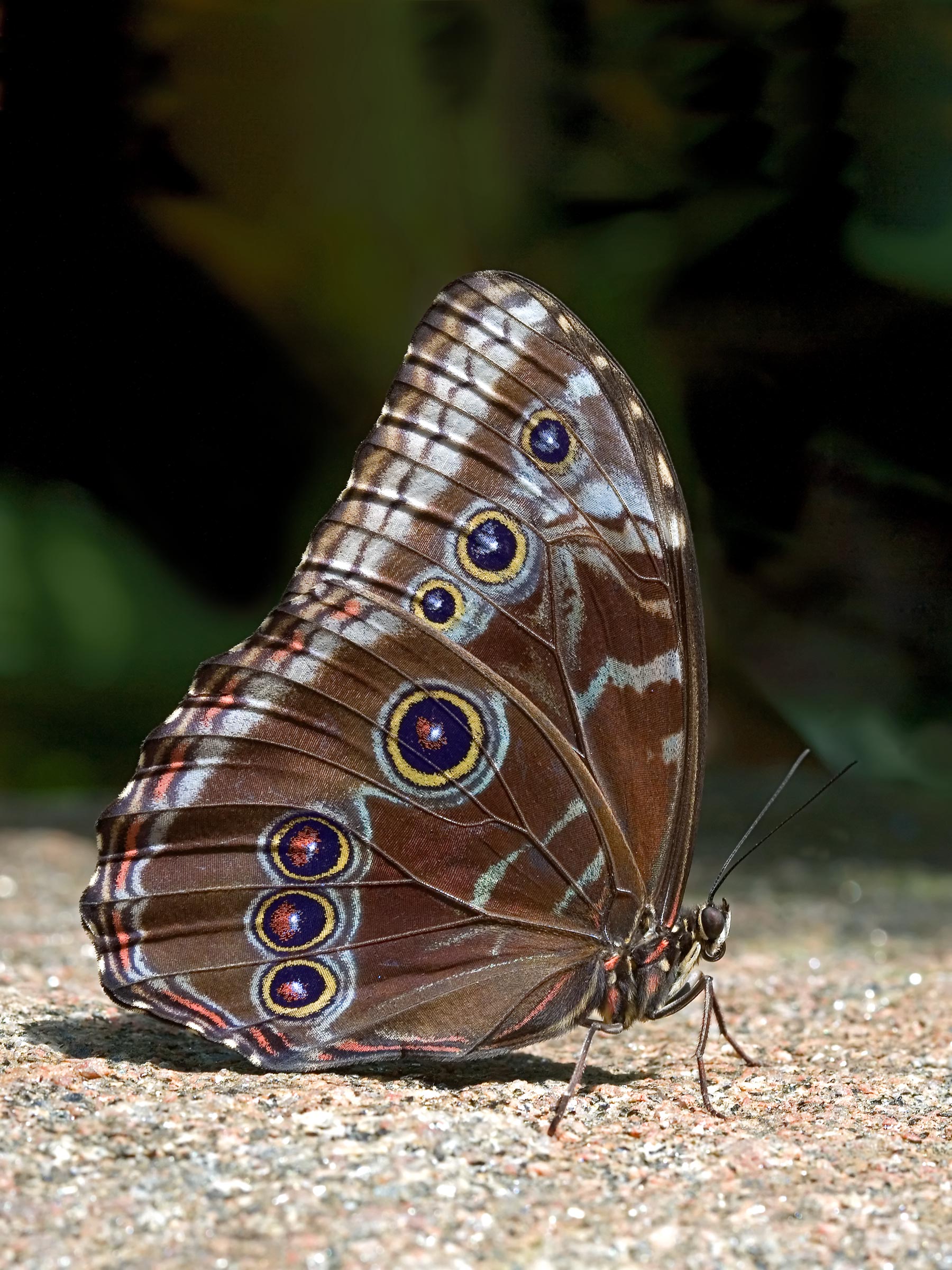 !butterfly-on-stone.jpg