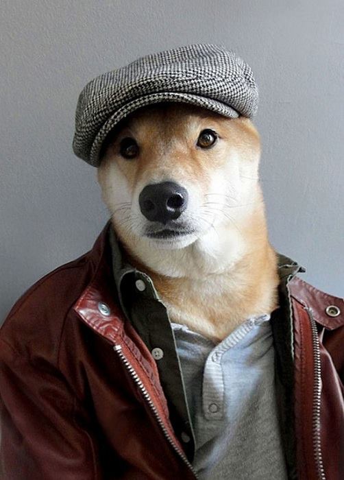 dog.jpg