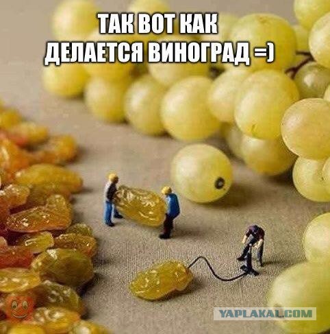 виноград.jpg