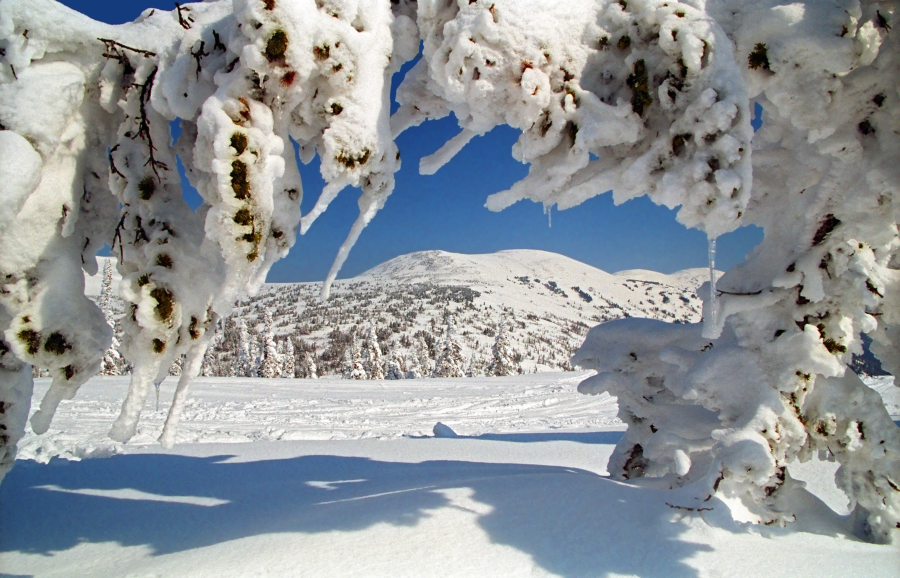 !sibirj-winter.jpg