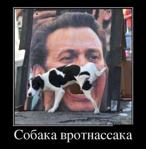собака.jpg