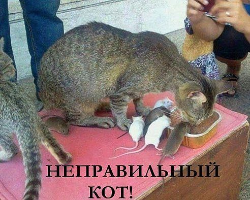 неправильныйкот.jpg