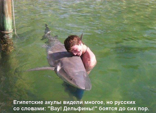 дельфины.jpg