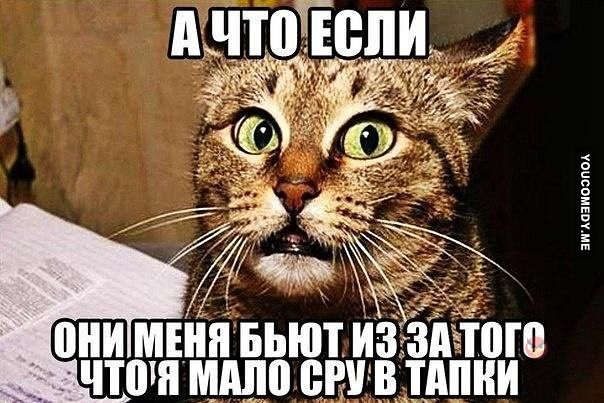 тапки.jpg