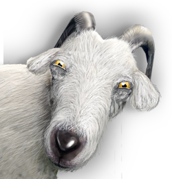 frank-404.png